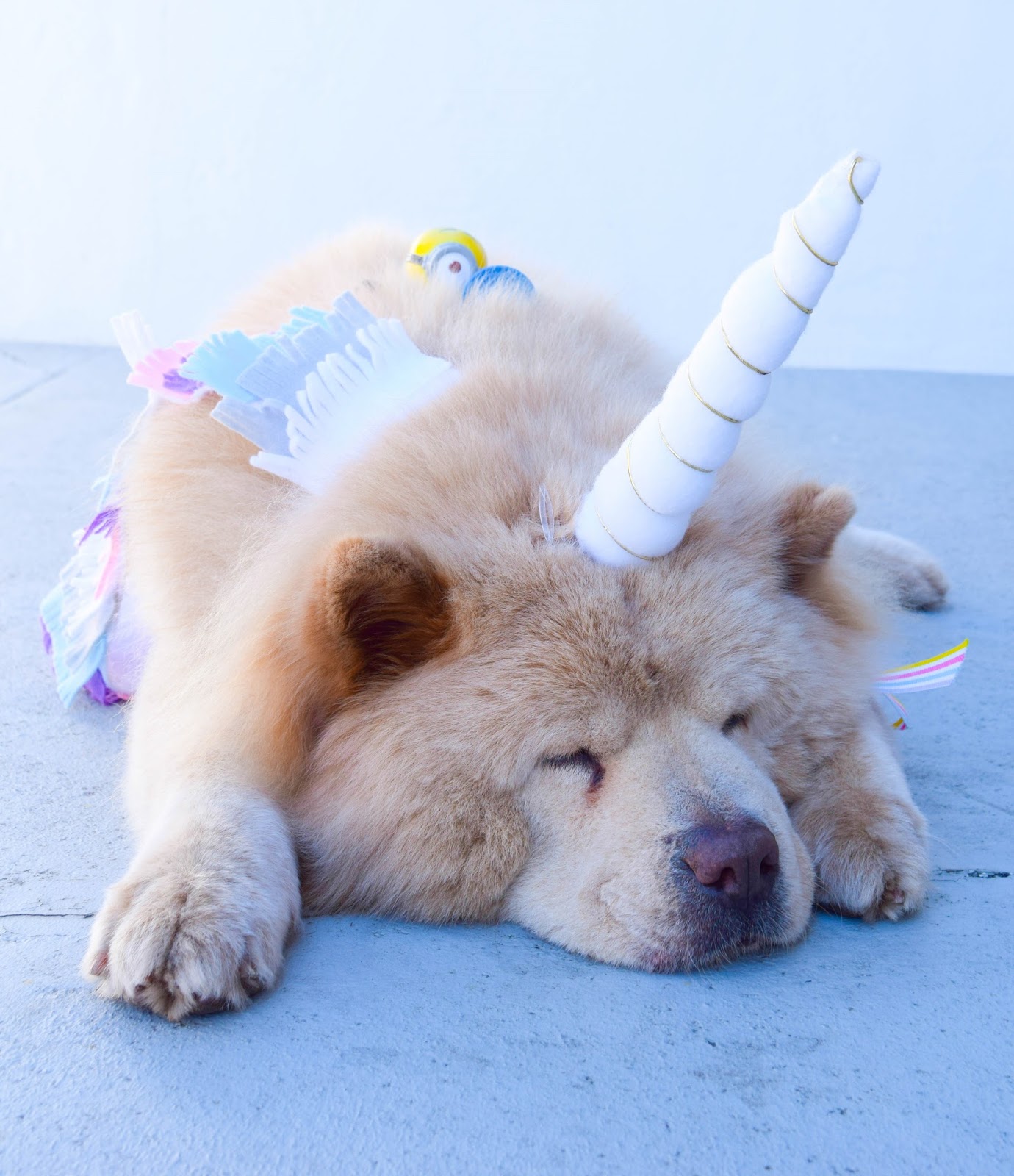 Justine Krista Despicable Dog and Me Costumes